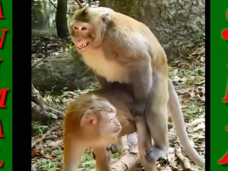 Monkey And Girl Sex