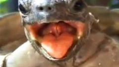 Inviting Inviting Turtle Porn