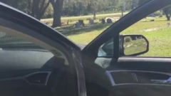 Public Sex At Cemetery With Voluptuous Young Bombshell Nice Megan Pov